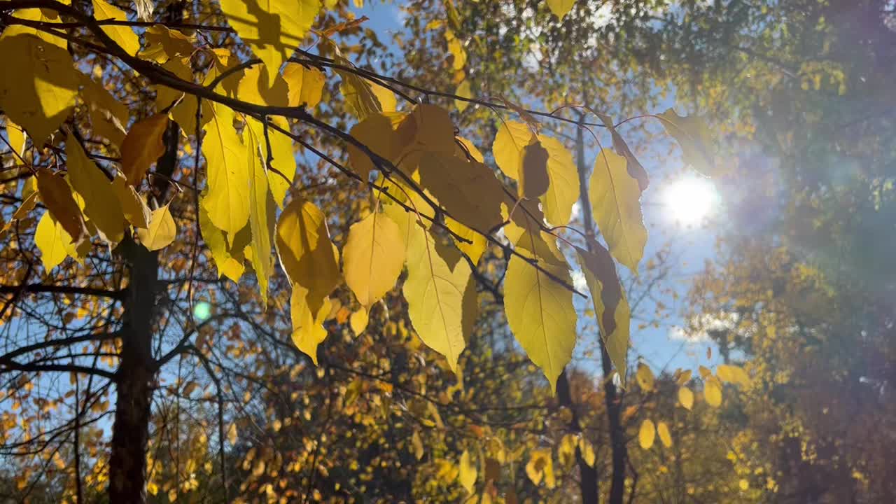 秋天黄色桦树叶子的特写。阳光穿过树叶，在微风中摇曳视频素材