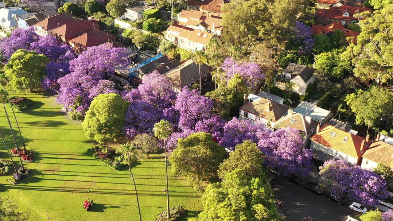 从Syd Jacaranda到Kirribilli视频素材