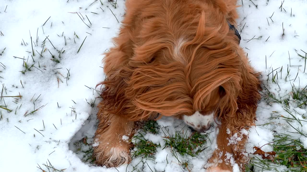 在雪中玩耍的可卡犬视频素材