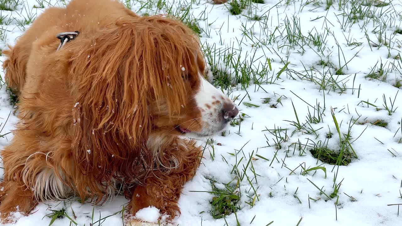 在雪中玩耍的可卡犬视频素材