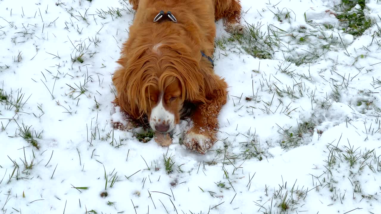 在雪中玩耍的可卡犬视频素材