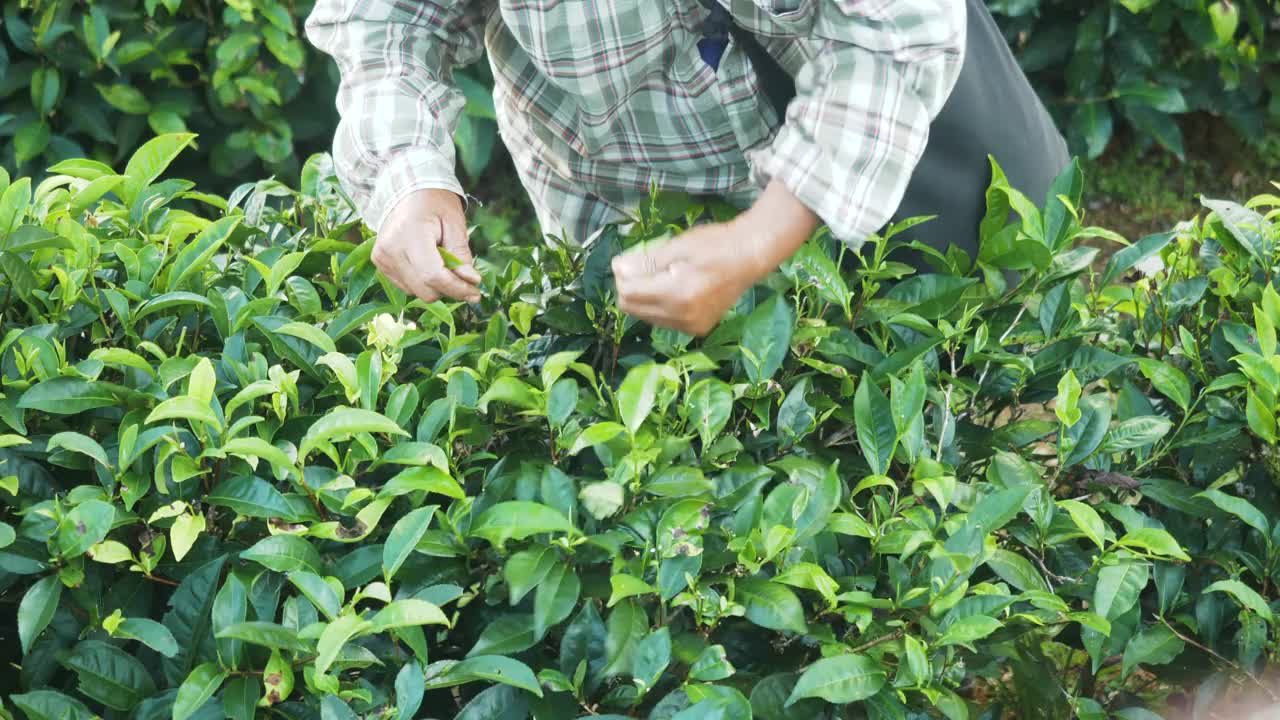 近距离拍摄的亚洲妇女农民采摘小绿茶在早上泰国美洪森视频素材