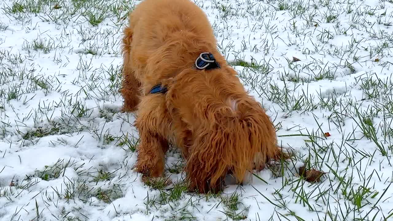 可爱的可卡犬在冬天的狗视频素材