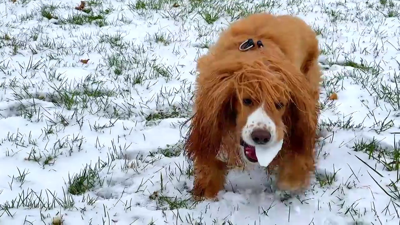 可爱的可卡犬在冬天的狗视频素材