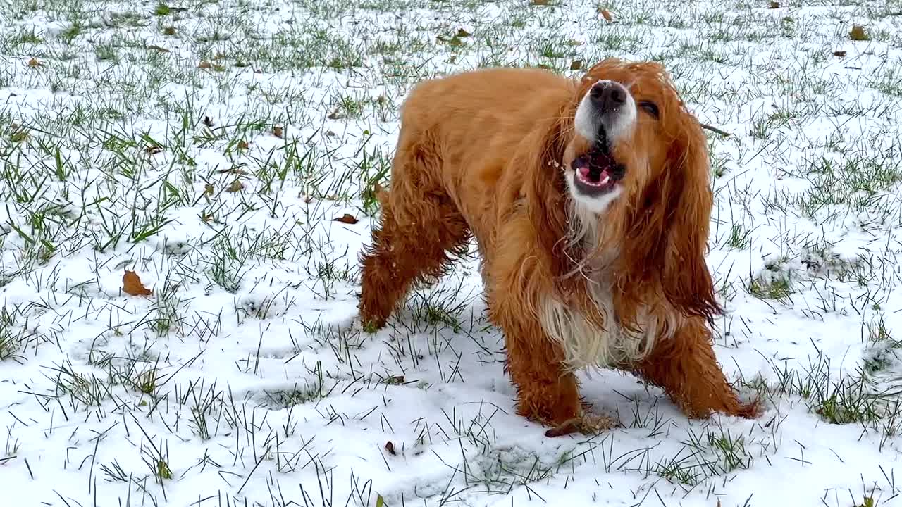 可爱的可卡犬在冬天的狗视频素材