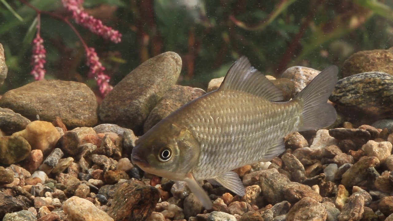 鲫鱼(Carassius Carassius)在水里，土川县/光州，韩国京畿道视频素材