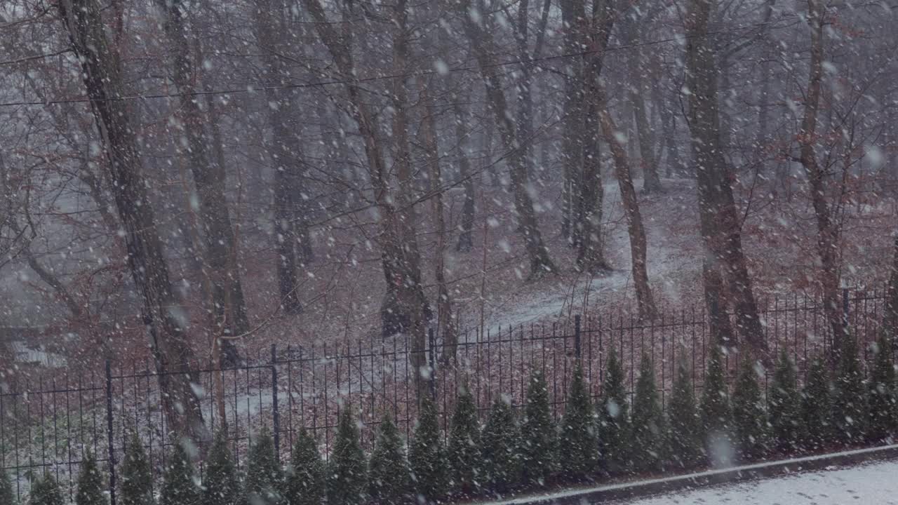 秋初雪花落城公园，绿翠翠行，光秃秃树天视频素材