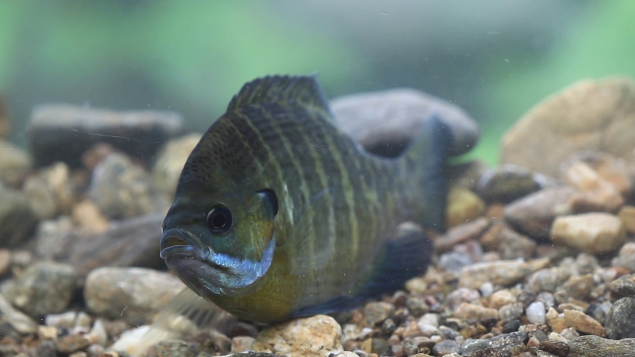 韩国京畿道广州市南钟郡石玉里的蓝鳃鱼(Lepomis macrochirusin)水域视频素材