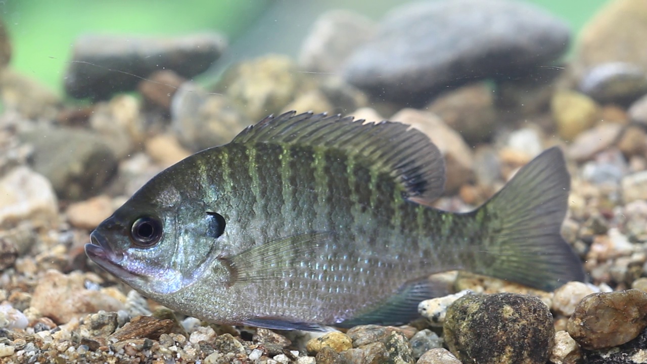 韩国京畿道广州市南钟郡石玉里的蓝鳃鱼(Lepomis macrochirusin)水域视频素材