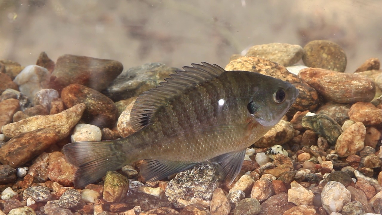 韩国京畿道广州市南钟郡石玉里的蓝鳃鱼(Lepomis macrochirusin)水域视频素材