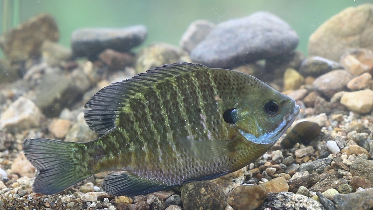 韩国京畿道广州市南钟郡石玉里的蓝鳃鱼(Lepomis macrochirusin)水域视频素材