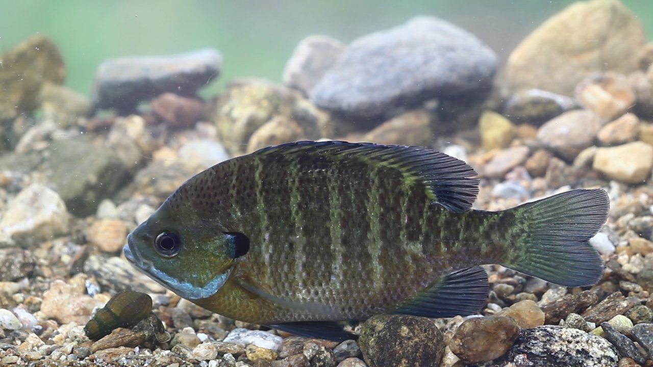 韩国京畿道广州市南钟郡石玉里的蓝鳃鱼(Lepomis macrochirusin)水域视频素材