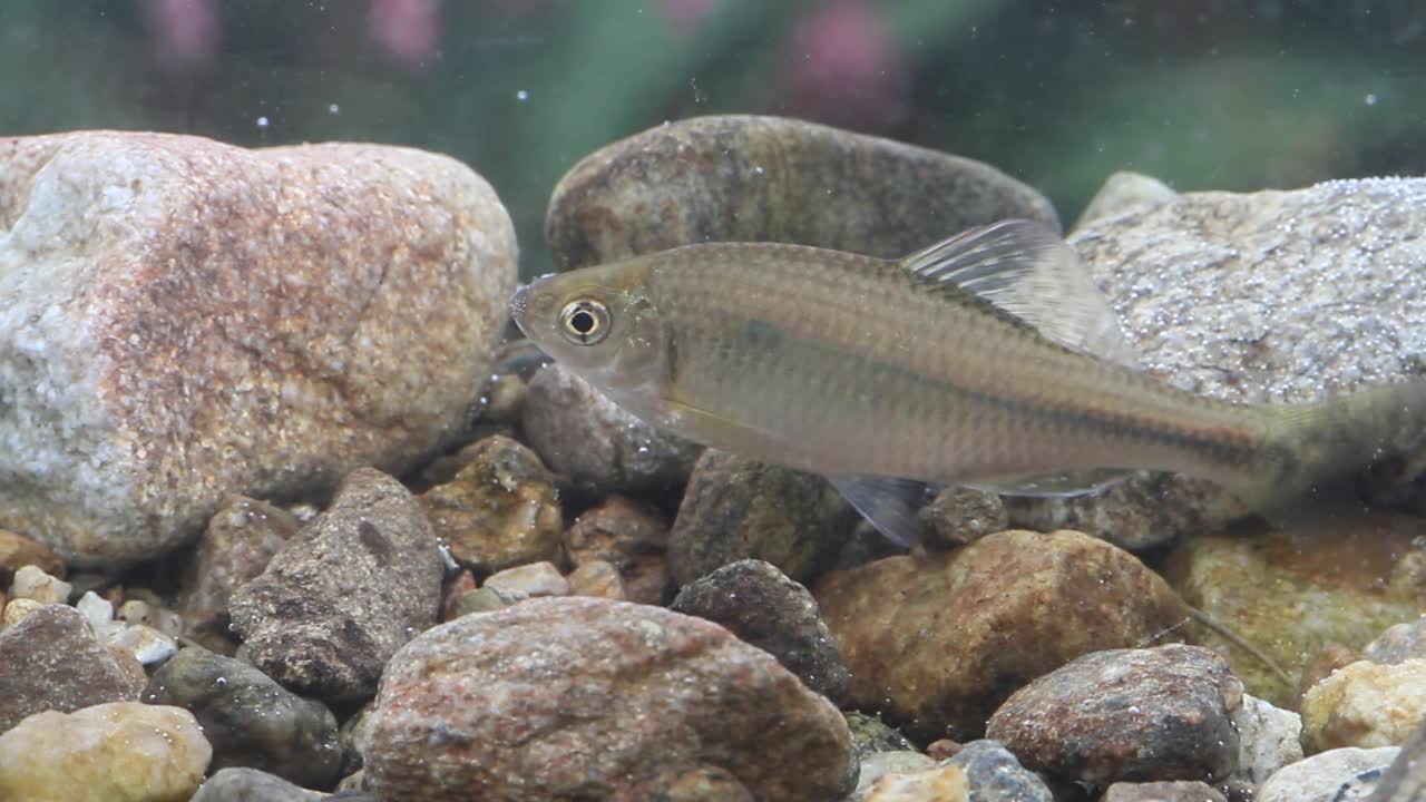 韩国京畿道广州市土川郡水中的山松泰(Acheilognathus yamatsutae视频素材