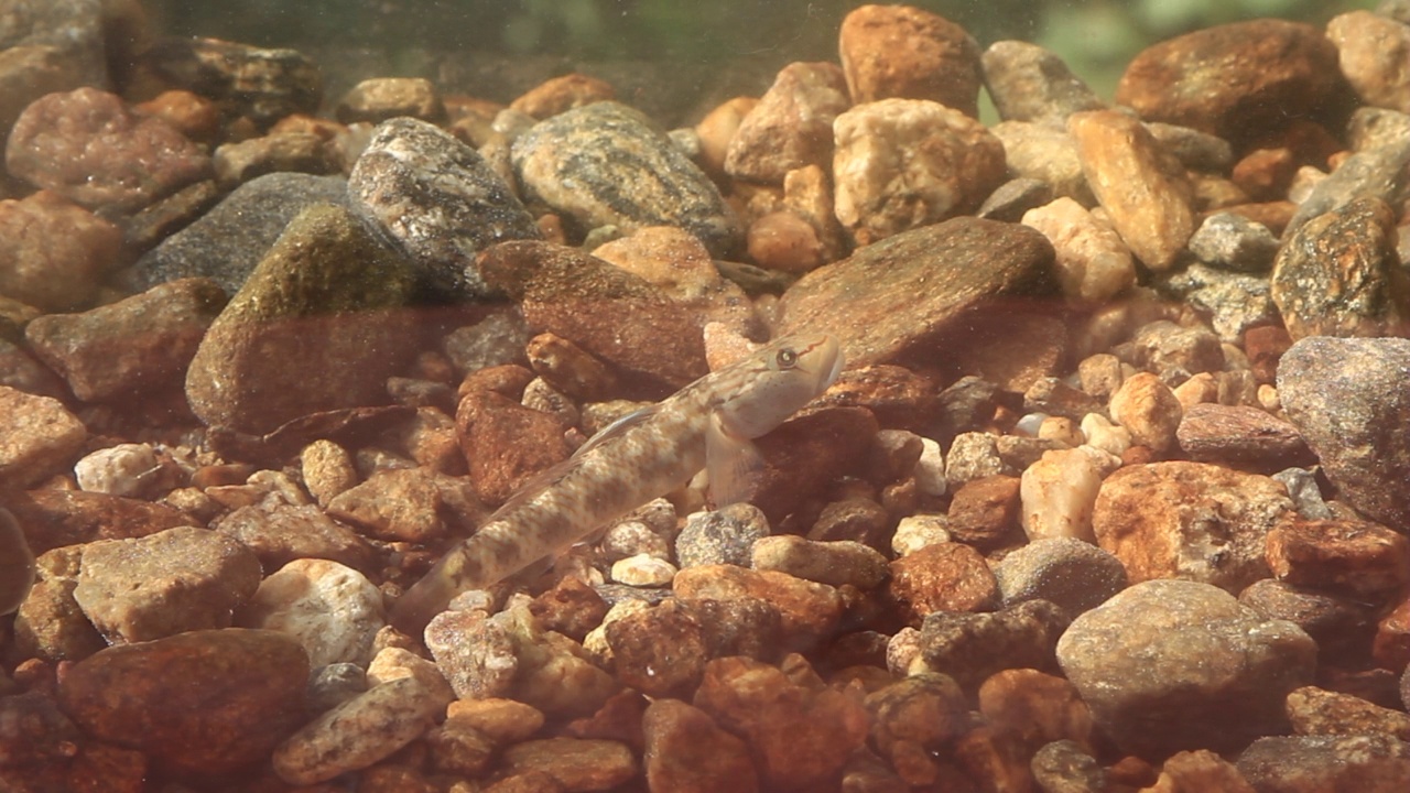 淡水虾虎鱼(Rhinogobius brunneus)在水中，南钟县/光州，韩国京畿道视频素材