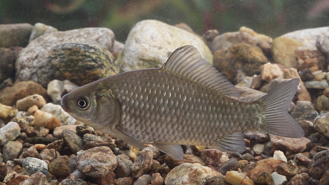 鲫鱼(Carassius Carassius)在水里，土川县/光州，韩国京畿道视频素材