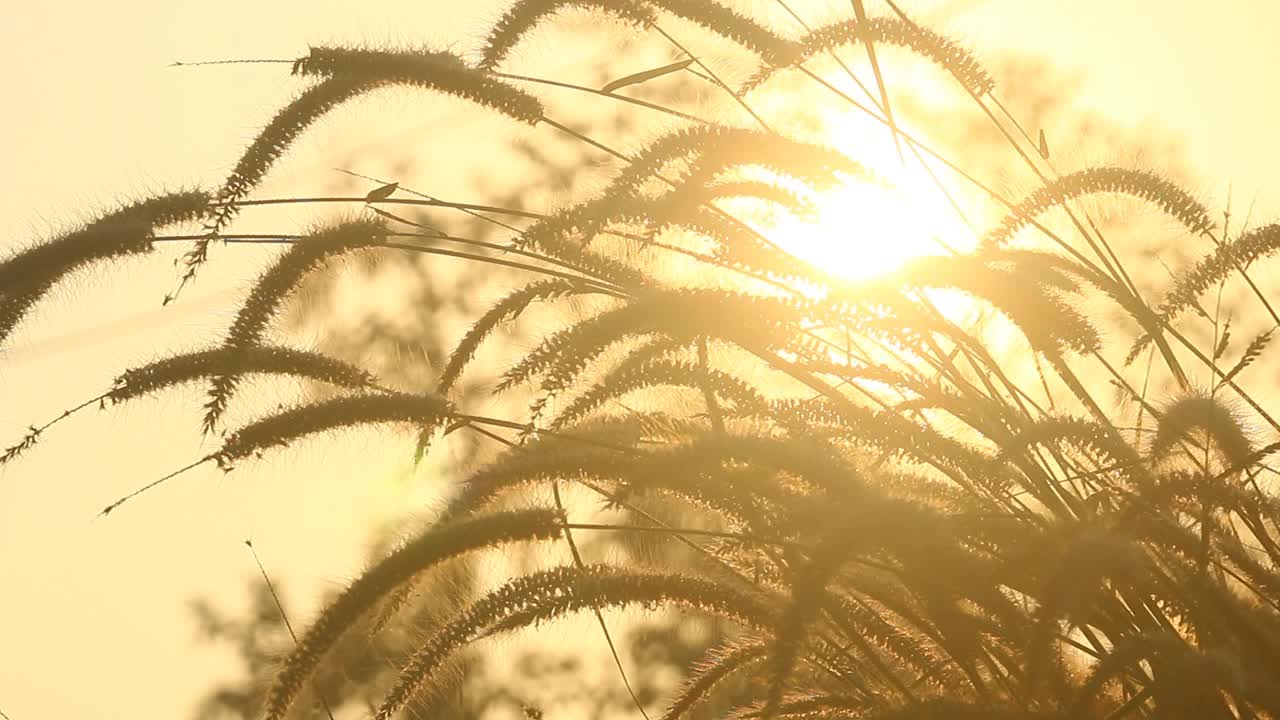 田野里的草视频素材