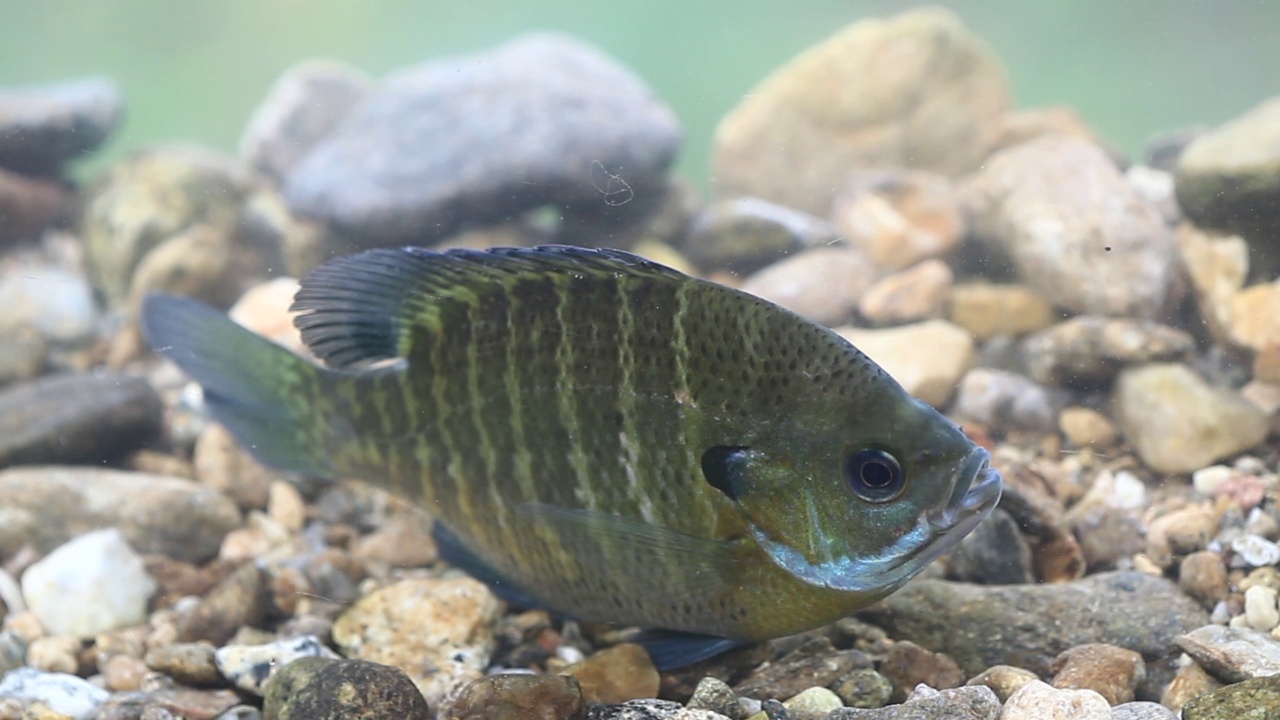 韩国京畿道广州市南钟郡石玉里的蓝鳃鱼(Lepomis macrochirusin)水域视频素材