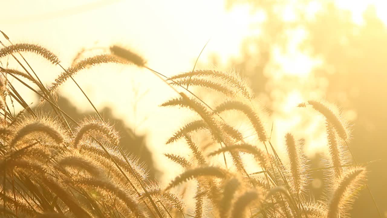 田野里的草视频素材