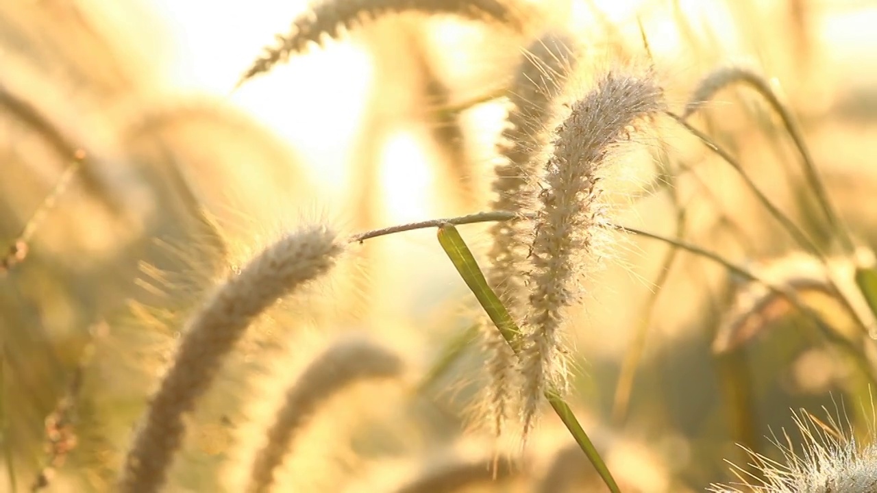 田野里的草视频素材