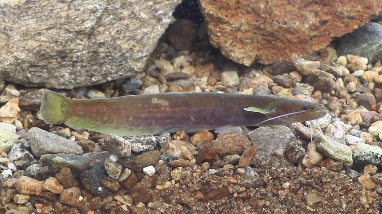 韩国京畿道广州市南钟郡石玉里水中的细长鲶鱼(Silurus microdorsalis)视频素材