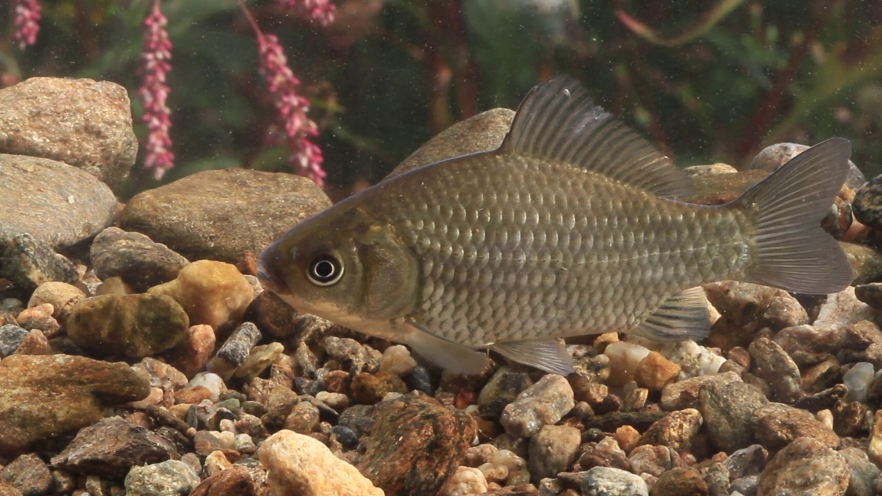 鲫鱼(Carassius Carassius)在水里，土川县/光州，韩国京畿道视频素材