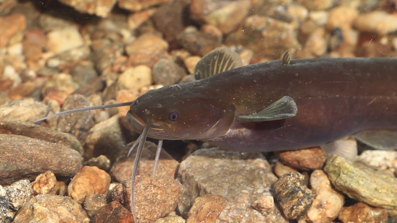 韩国京畿道广州市南钟郡石玉里水中的细长鲶鱼(Silurus microdorsalis)视频素材