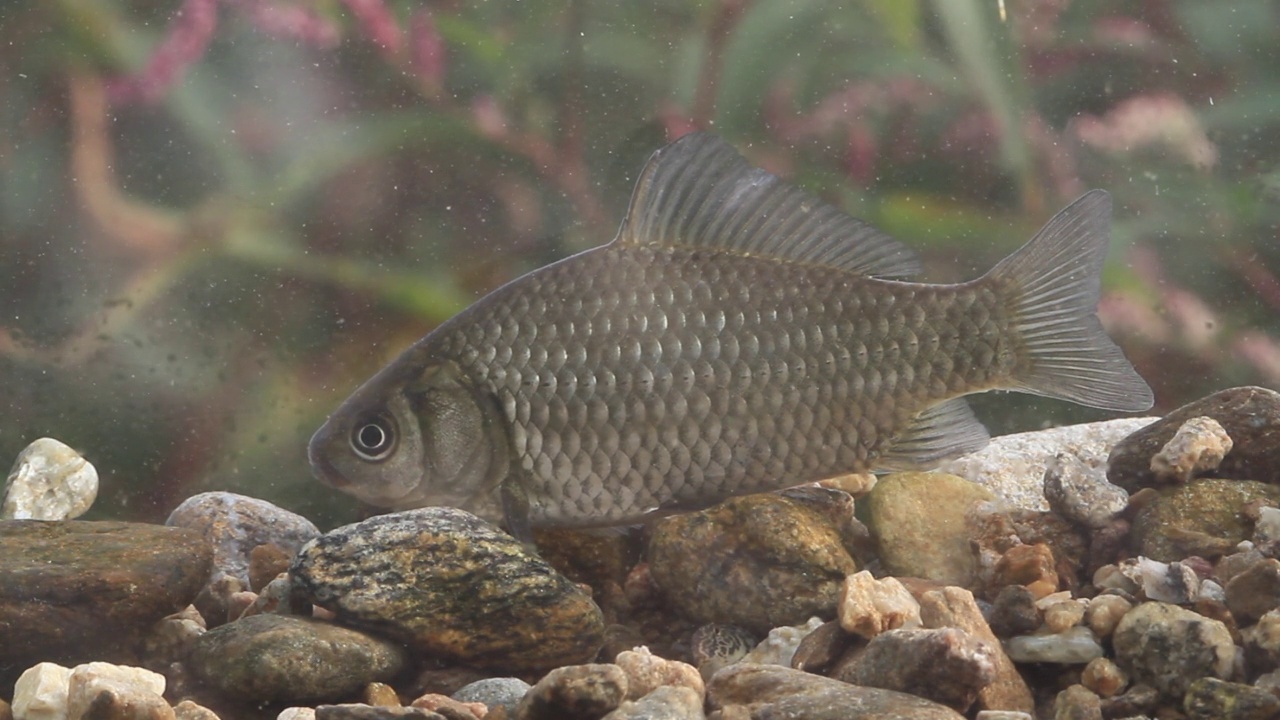 鲫鱼(Carassius Carassius)在水里，土川县/光州，韩国京畿道视频素材