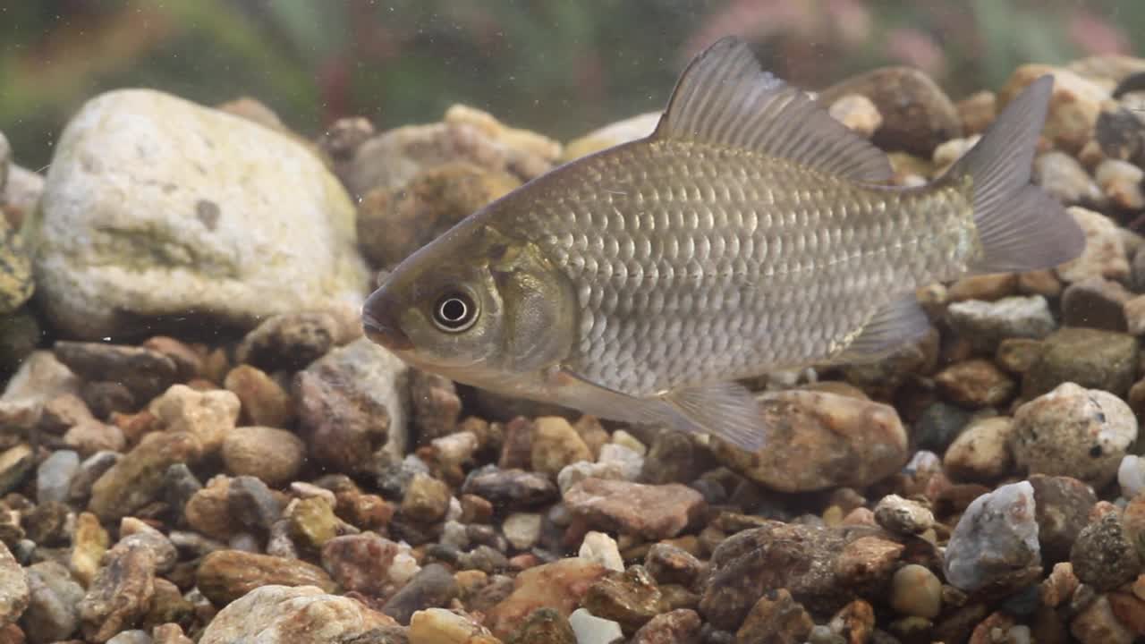 鲫鱼(Carassius Carassius)在水里，土川县/光州，韩国京畿道视频素材