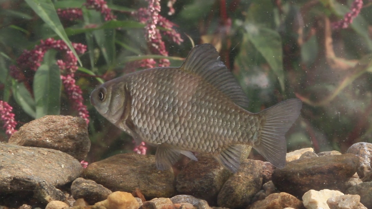 鲫鱼(Carassius Carassius)在水里，土川县/光州，韩国京畿道视频素材