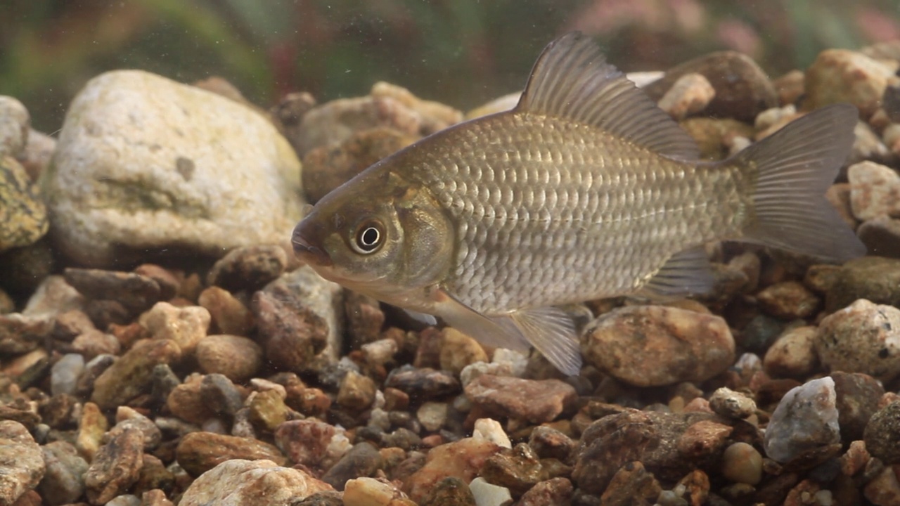 鲫鱼(Carassius Carassius)在水里，土川县/光州，韩国京畿道视频素材