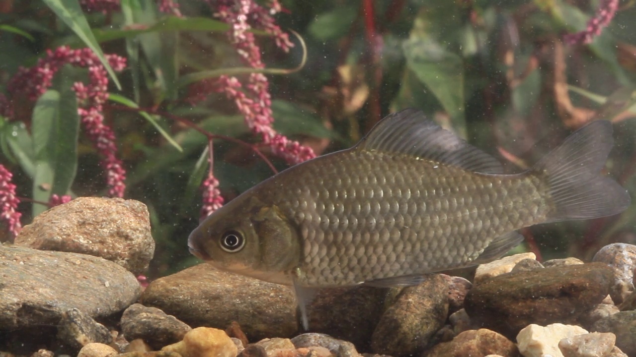 鲫鱼(Carassius Carassius)在水里，土川县/光州，韩国京畿道视频素材