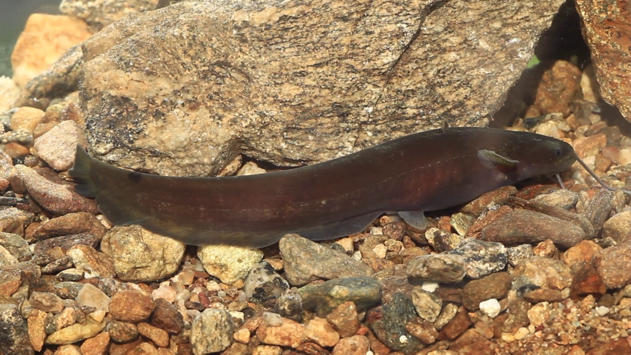 韩国京畿道广州市南钟郡石玉里水中的细长鲶鱼(Silurus microdorsalis)视频素材