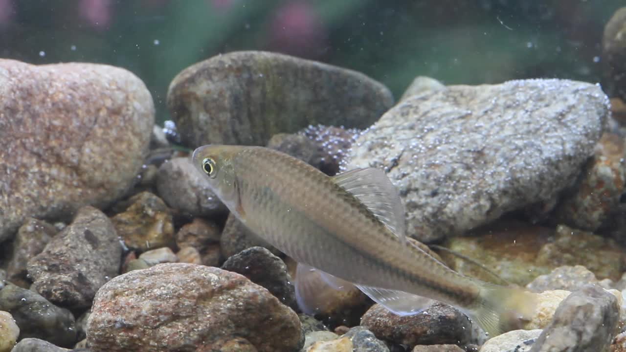 韩国京畿道广州市土川郡水中的山松泰(Acheilognathus yamatsutae视频素材