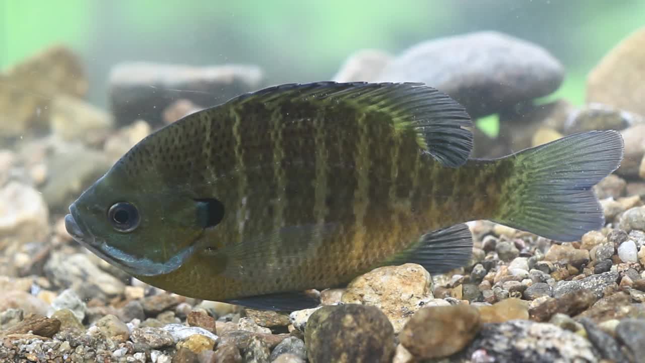 韩国京畿道广州市南钟郡石玉里的蓝鳃鱼(Lepomis macrochirusin)水域视频素材