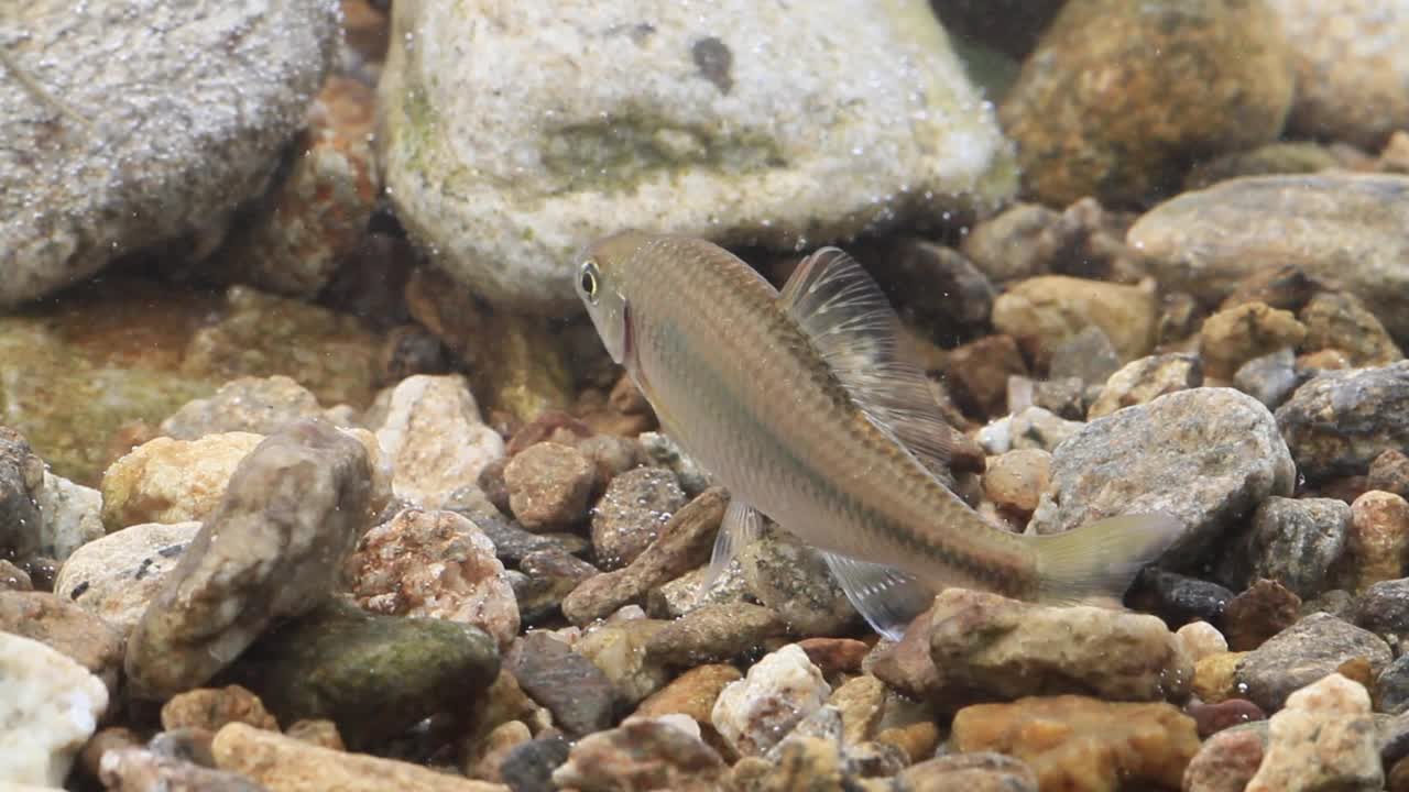 韩国京畿道广州市土川郡水中的山松泰(Acheilognathus yamatsutae视频素材