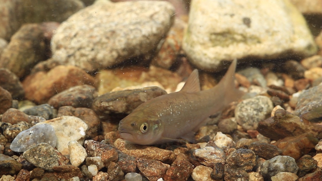 韩国京畿道广州市土川郡水中的山松泰(Acheilognathus yamatsutae视频素材