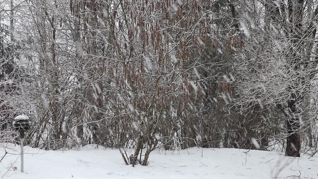 降雪视频素材