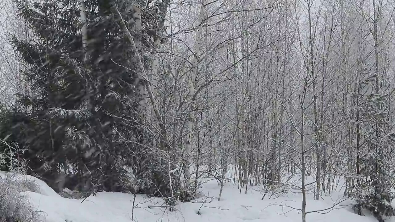 降雪视频素材