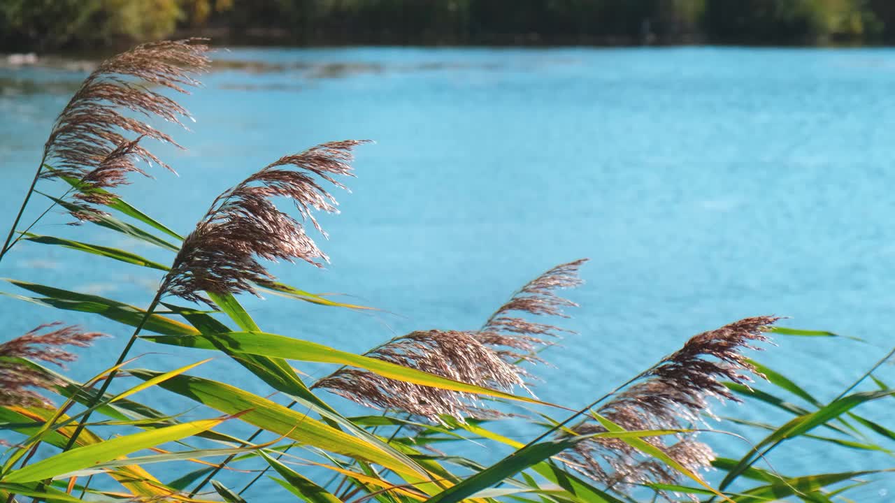 潘帕斯草在湖面上随风摇曳。特写的芦苇床植物在湖日落天空在夏天的一天。秋天的天气视频素材