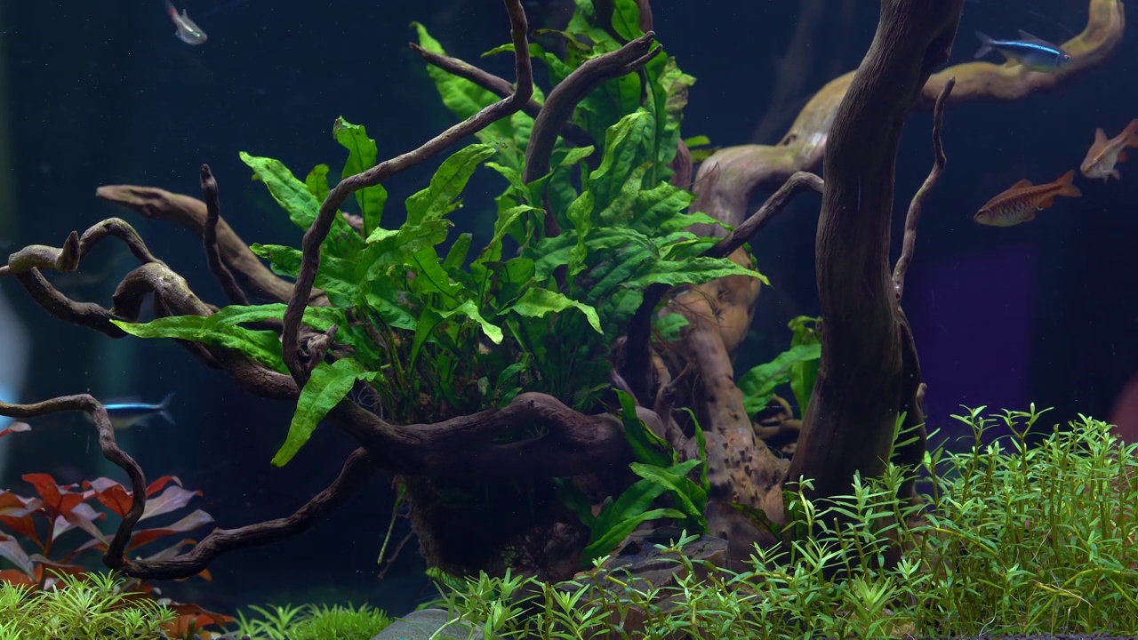 水族馆与热带植物和鱼类视频素材