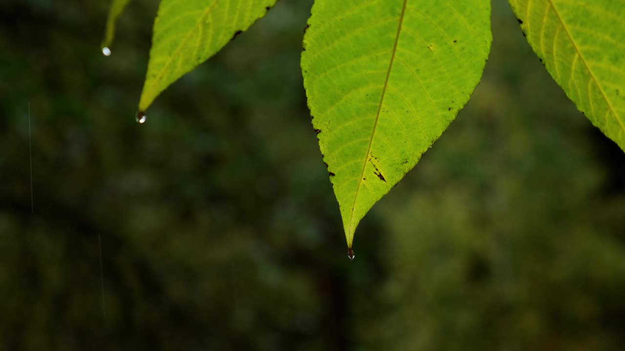 落在树叶上的冰雹和大雨靠近黄叶。秋天的森林或公园秋天的天气。自然季节背景视频素材