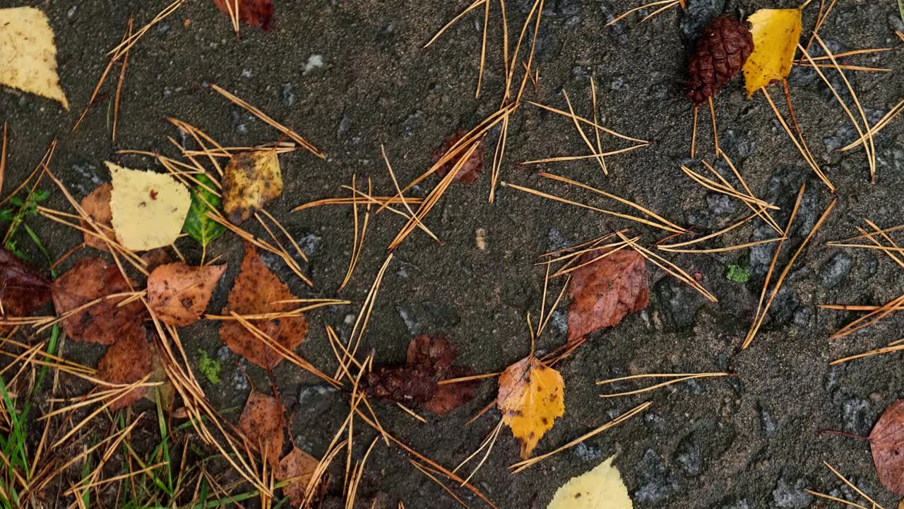 秋天的背景与黄色的叶子在树湿后的雨。秋天多雨的天气视频素材