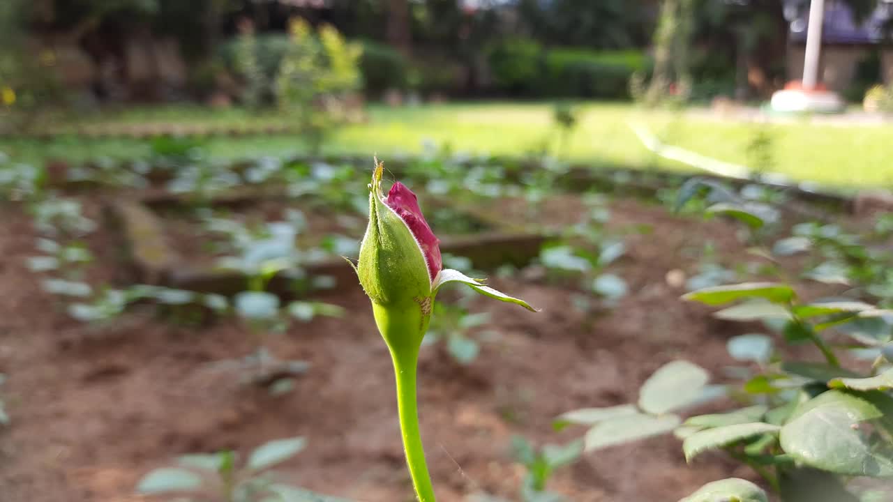 玫瑰在花园里发芽。视频素材