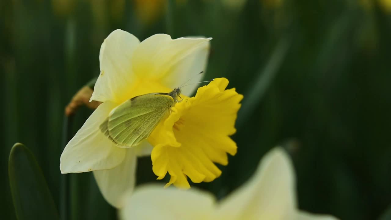 水仙花园特写视频素材