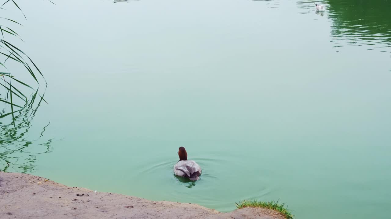 一只鸭子在河边游泳，一只孤独的海鸥在附近游泳。水禽。水鸟生活在野外。生活在池塘上的鸟视频素材