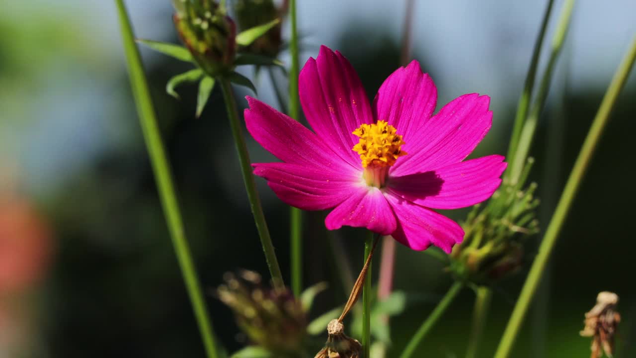 近距离的宇宙紫色的花，宇宙尾状图或乌拉姆拉贾在日落的灯光与风摇摆模糊的背景。概念自然和花卉。视频素材