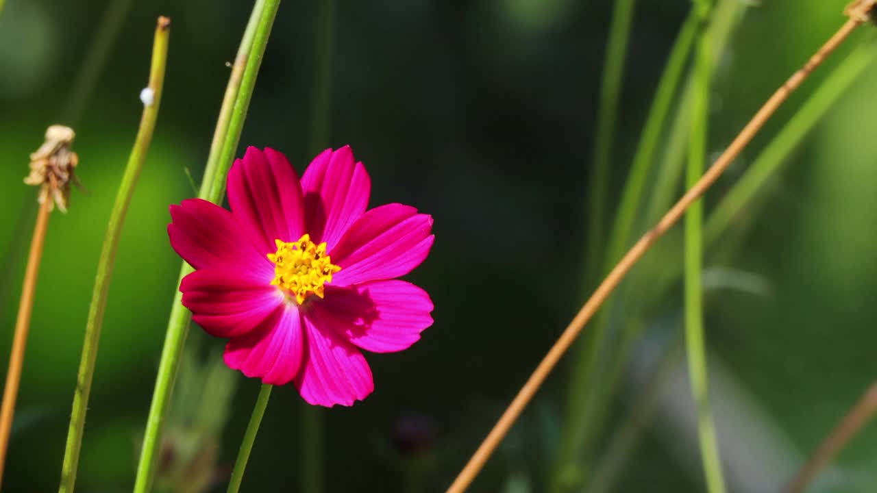 近距离的宇宙紫色的花，宇宙尾状图或乌拉姆拉贾在日落的灯光与风摇摆模糊的背景。概念自然和花卉。视频素材