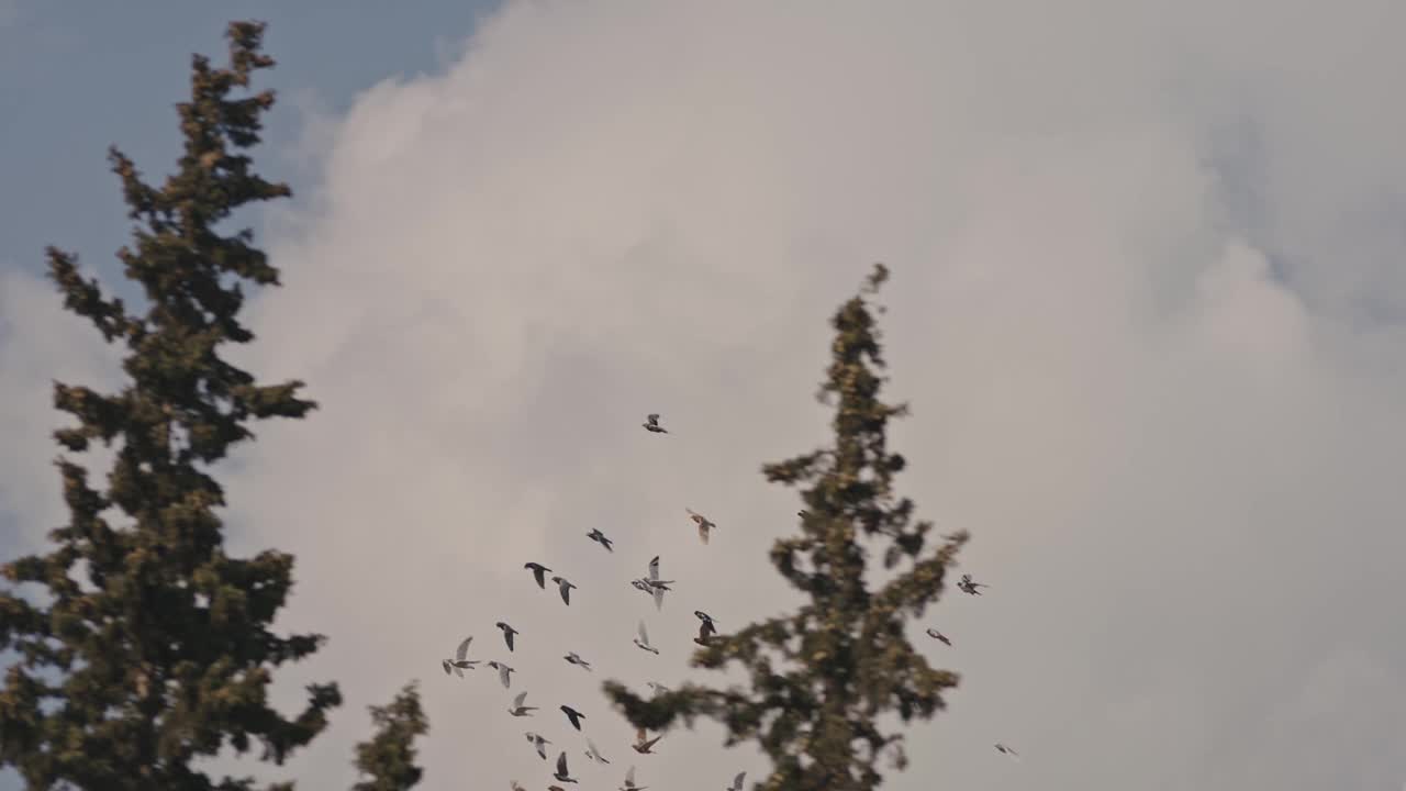 鸟群飞翔，天空和云彩视频素材