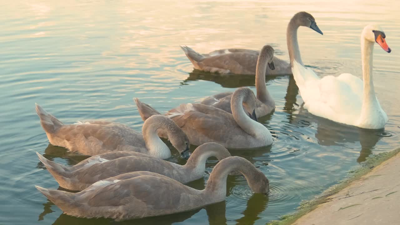 夏天，白天鹅和灰天鹅在湖水中觅食视频素材