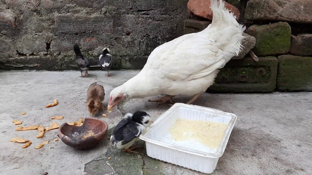 白色母鸡喂她的小鸡。她教她的孩子如何寻找食物和啄它。视频素材